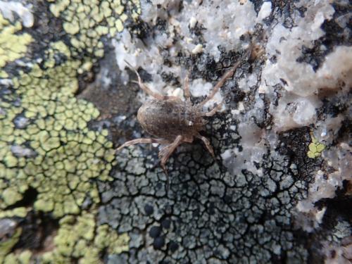 Odiellus sp.